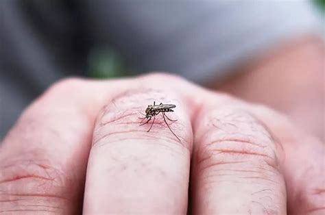 ¿por Qué Hay Tantos Mosquitos En Santa Fe Y Cómo Combatirlos Sol