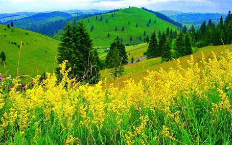 720p Free Download Mountains Yellow Slope Flowers Hd Wallpaper