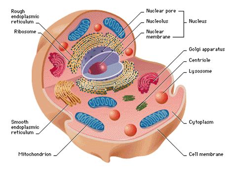 Are plant and animal cells prokaryotic or eukaryotic why. cosbiology / Lesson 4-02 Prokaryotes and Eukaryotes