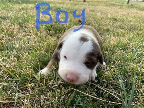 He is a wonderful companion, great with our kids, and has had no health issues. 3 males and 1 female border collie puppies in Carey, Idaho ...