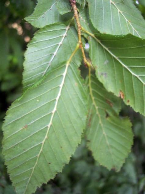 July Hornbeam Carpinus Betulus Nen Gallery