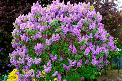 Check spelling or type a new query. Deer-Resistant Trees and Shrubs in Minneapolis - Lawnstarter