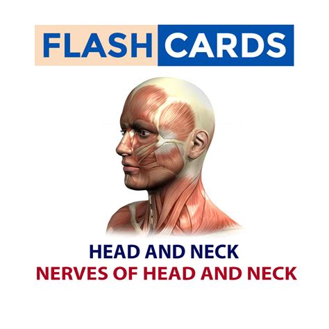 Nerves Of Head And Neck Head And Neck Anatomy Exams Dmaedu