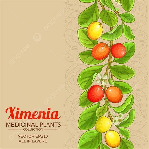 Ximenia Vector Pattern On Color Background Detox Age Vitamin