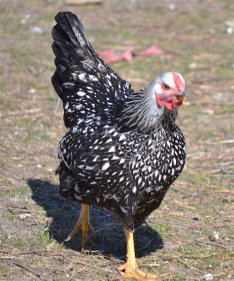 Murray Mcmurray Hatchery Silver Laced Wyandotte Started Pullets