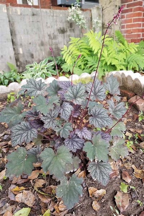 How To Grow And Care For Coral Bells Heuchera Gardeners Path