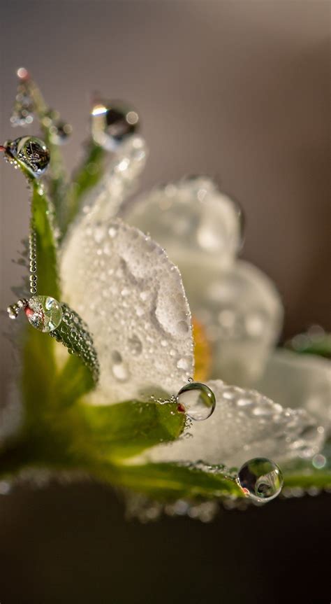 Raindrop Dewdrop Strawberry Flower Good Morning Flowers Pictures