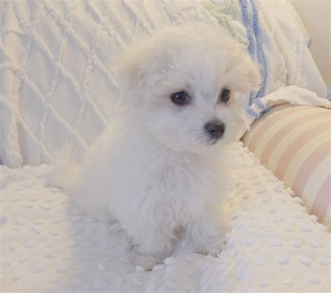 Baby Bella Maltese Puppy 10 Weeks Cute Puppy Breeds Maltese Puppy