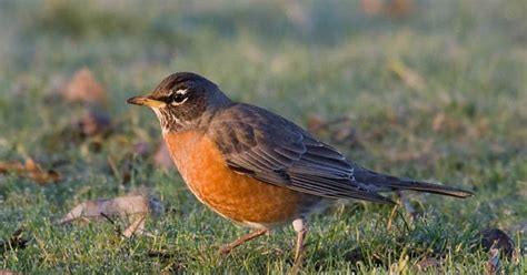 What is the name of the small brown coloured bird with a yellow beak and is commonly seen in mumbai nowadays? Common backyard birds in Illinois (lists, photos, ID ...