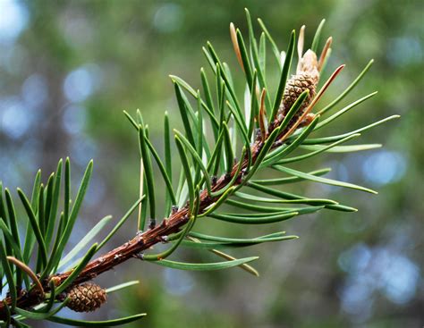 Pinus Banksiana Jack Pine Care And Cultivation Travaldos Blog