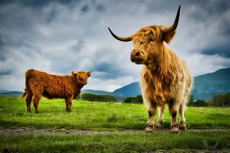 Highland Cattle Scotland Photograph By Stuart Litoff