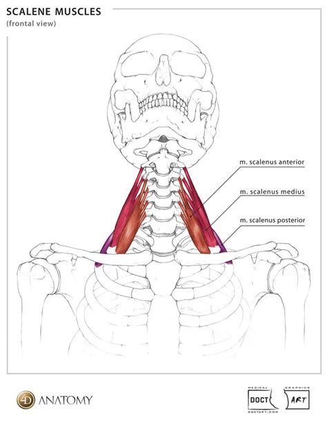 D Anatomy Scalene Neck Muscles Anatomy Muscle Biology
