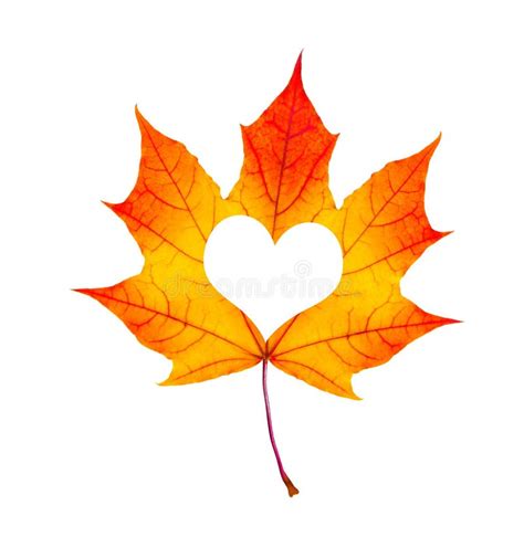 Fall In Love Photo Metaphor Red Maple Leaf With Heart Shaped Is Stock