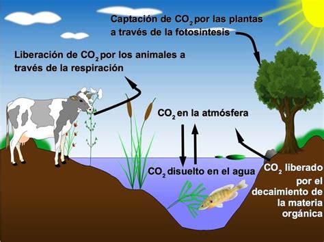 Ciclo Del Carbono Qué Es Fases Y Características Toda Materia