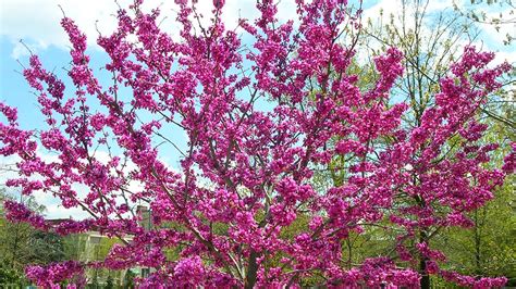 Shop our huge selection of flowering trees online with delivery right to your door. (Zones 4 - 7) Nine Problem-Solving Small Trees for Small ...