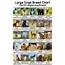 Large Dog Breeds Pictures And Names Chart  PatchPuppycom
