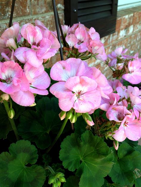 4 Easy Tips For Potted Geraniums Potted Geraniums Geraniums Plants