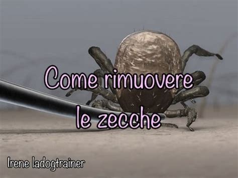 Prima di capire come togliere la zecca al cane, devi per forza di cose organizzarti con tutti gli strumenti che ti aiuteranno in questa delicata operazione: Cosa fare dopo aver tolto una zecca al cane | Animali dal ...