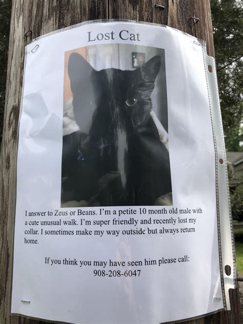 Missing Cat If Anyone Has Seen A Black Cat In Manville Near North 13 Ave Call The Number On