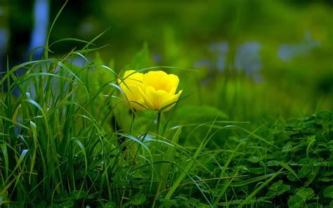 2018、美しい、黄色、花、植物、自然、写真プレビュー | 10wallpaper.com