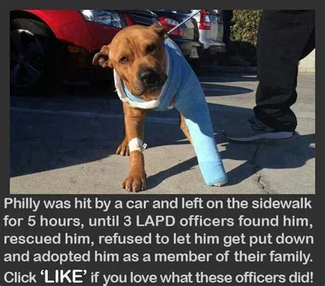 Pin By Aili F On Petsanimals Humanity Restored Faith In Humanity