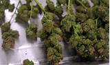 Photos of Colorado Marijuana For Sale Online