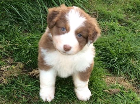 Puppyfinder.com is your source for finding an ideal puppy for sale in california, usa area. Australian Shepherd Puppies For Sale | Atlanta, GA #200292