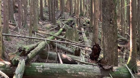 Remnants Of Old Wooden Logging Road Youtube