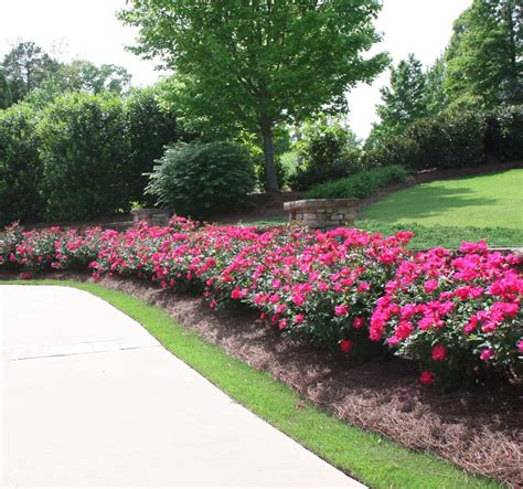 Good Plants To Line A Driveway With Landscapefrontyarddriveway
