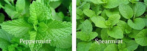 Which Lip Balm Is More Popular Peppermint Or Spearmint