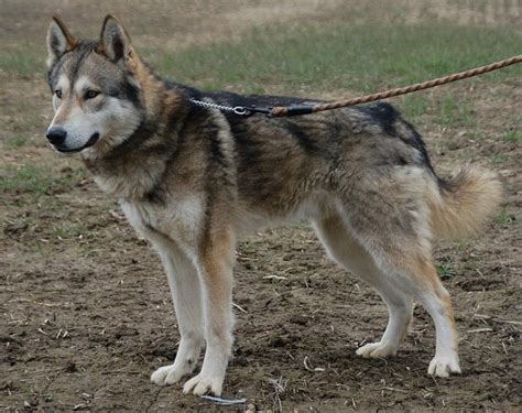 It's bigger than the siberian husky but slightly smaller than a wolf. 8 Wolf-Like Dog Breeds: Huskies, Wolfdogs, and More!