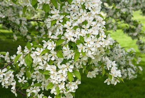 The Snowdrift Crabapple Tree Minneopa Orchards