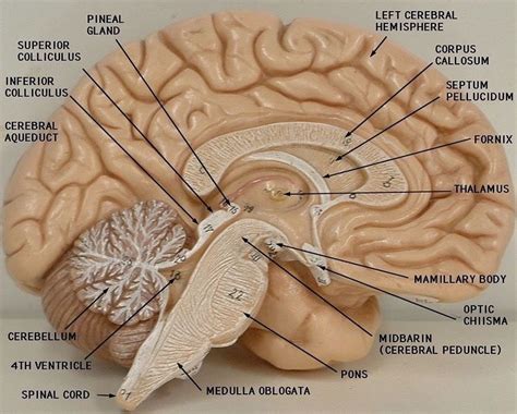 Anatomy Of Brain Labeled Diagram Science Pitribe