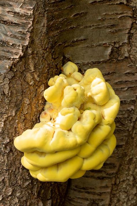 Laetiporus Sulphureus Fungus Also Known As Chicken In The Woods