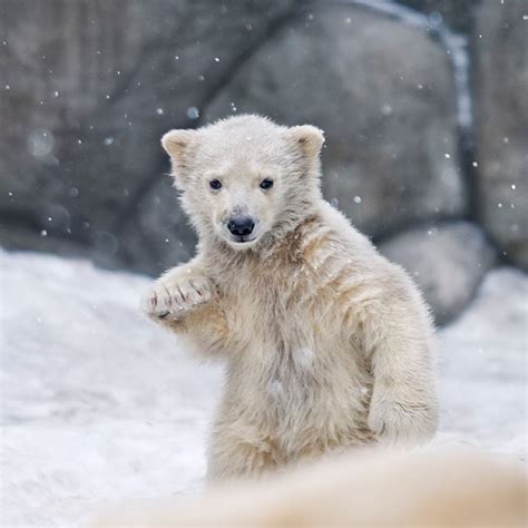13 Cute Baby Polar Bears Celebrate International Polar Bear Day