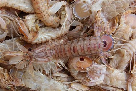 Mantis Shrimp Facts That Will Strike You With Awe Facts Net