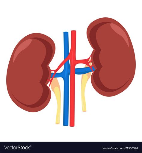 Kidney Human Anatomy Royalty Free Vector Image