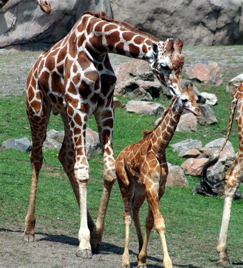 Fitxergiraffes Img 9614 Viquipèdia Lenciclopèdia Lliure