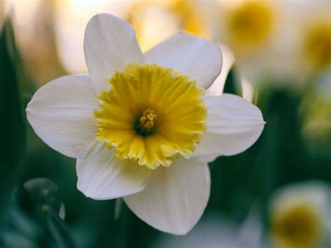 Plants That Survive And Thrive On The Obx Daffodil Nc Cooperative