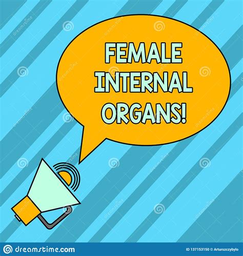 Word Writing Text Female Internal Organs Business Concept For The Internal Genital Structures