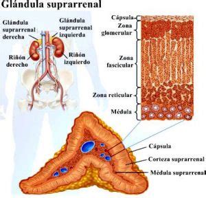 Gl Ndulas Suprarrenales Qu Son Anatom A Funci N Fisiolog A Y