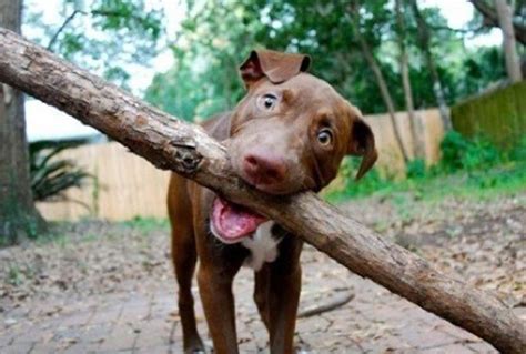 Serving food on a stick is not only convenient, but it's also fun! 10 Dogs Whose Big Sticks Endearingly Complicate A Simple ...