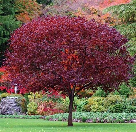 Stunning Trees With Red Leaves A Colorful Addition To Your Yard Ames
