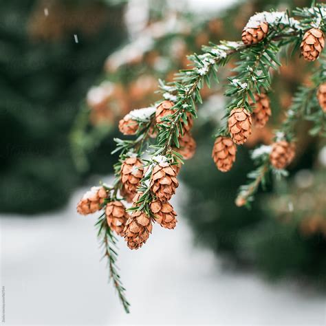 Snow On Pine Cones By Stocksy Contributor R A V E N Stocksy