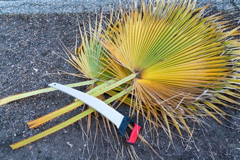 How To Trim A Palm Tree And When Not To Prune
