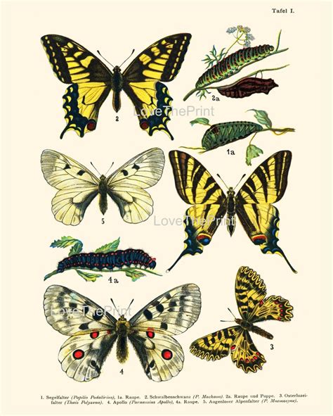European Butterfly Print Botanical Art Print 3 Beautiful Etsy