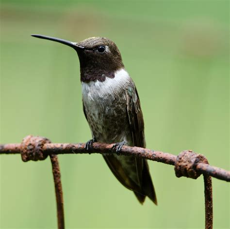 Gordons Birding Adventures Hummingbirds In Arizona