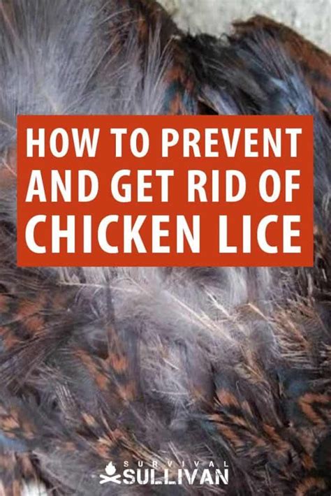 Prevent And Get Rid Of Chicken Lice Without Chemicals Survival