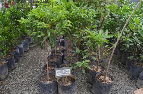 Check out our plant pots for sale selection for the very best in unique or custom, handmade pieces from our shops. Philippine Culture and Surprises: How to go to Manila ...