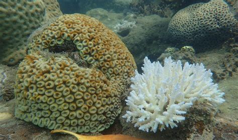 Report Shows ‘unparalleled Decline Of Coral On The Great Barrier Reef